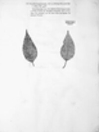 Phyllactinia fraxini image